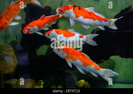 Wunderschöne Koi-Karpfenfische schwimmen in einem Süßwasser-Aquarium im Dharmapala Park, Galle. Stockfoto