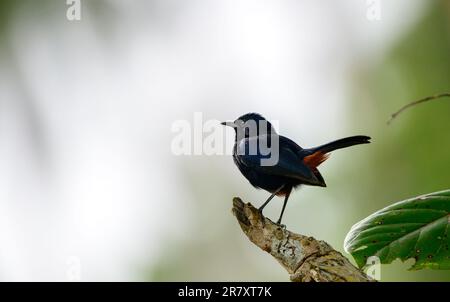 Indischer Robin männlicher Vogelbarsch Nahaufnahme. Stockfoto