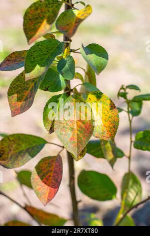 Kirschbaum mit verfärbten Blättern bei Kokomykose. Pflege und Behandlung von Pilzkrankheiten im Garten. Stockfoto