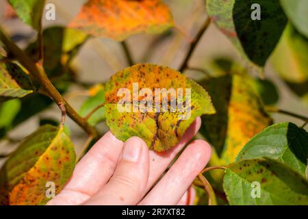 Ein Gärtner untersucht ein Kirschblatt, das von einer Pilzerkrankung namens Kokomykose betroffen ist. Erkrankungen der Pflanzen im Garten. Stockfoto