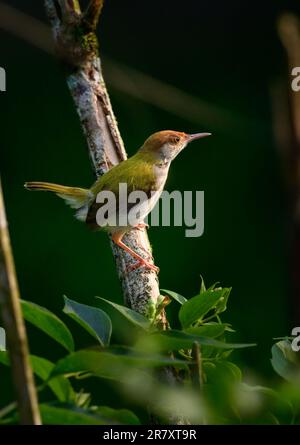 Süßer gewöhnlicher Katzenvogel, der früh am Morgen auf die Vogelfedern schimmert, scheint sanftes Morgenlicht. Stockfoto