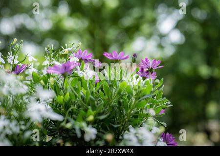 Wunderschöne lila amerikanische Gänseblümchen und weiße Lobelia-Blumen. Balkon. Große unscharfe Bäume im Hintergrund Stockfoto