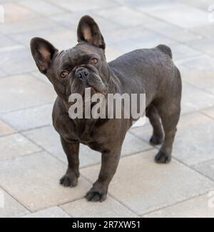 Aufmerksam 2 Jahre Alt, Blau, Lila, Männlicher Franzose, Neigbarer Kopf. Stockfoto