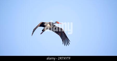 Schwarzstorch-Zikonie fliegt über den blauen Himmel, um zu jagen, das beste Foto. Stockfoto