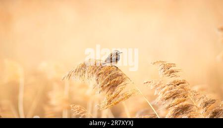 Whinchat saxicola rubetra weiblich auf Gras sitzend. Niedliche kleine gemeinsame helle Wiese songbird. Vogel in der Tierwelt, das beste Foto Stockfoto