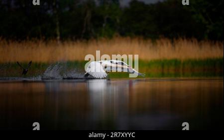 Erstaunlicher Schwan, der versucht, von der Oberfläche des Sees abzuheben, das beste Foto. Stockfoto