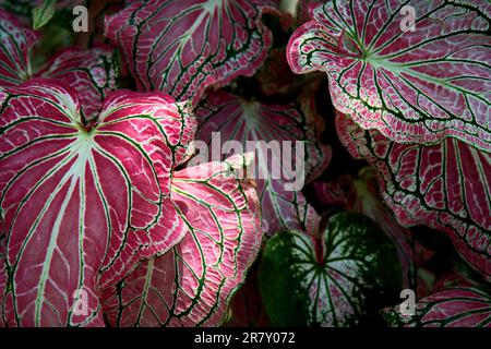 Kaladium-Bicolor-Laub im Garten Stockfoto