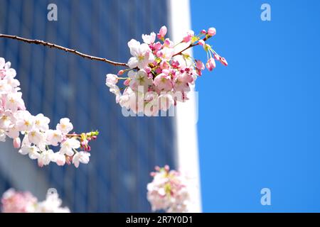 Blühende Kirschen- und Magnolienbäume vor dem Hintergrund von Wolkenkratzern, blauem Himmel ohne Wolken wunderschöne, mit Blumen geschmückte Zweige in der großen Stadt Vancouver im Canada Burarrd Bahnhof Stockfoto