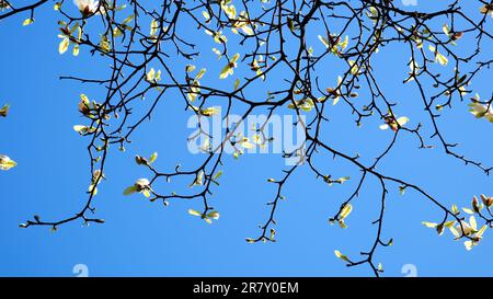 Blühende Kirschen- und Magnolienbäume vor dem Hintergrund von Wolkenkratzern, blauem Himmel ohne Wolken wunderschöne, mit Blumen geschmückte Zweige in der großen Stadt Vancouver im Canada Burarrd Bahnhof Stockfoto