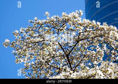 Blühende Kirschen- und Magnolienbäume vor dem Hintergrund von Wolkenkratzern, blauem Himmel ohne Wolken wunderschöne, mit Blumen geschmückte Zweige in der großen Stadt Vancouver im Canada Burarrd Bahnhof Stockfoto