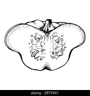 Handgezeichneter Tintenvektor Pattypan-Kürbis. Zeichnungskunst für Thanksgiving, Ernte, Landwirtschaft. Isoliertes Objekt, schwarzer Umriss. Design für Stock Vektor