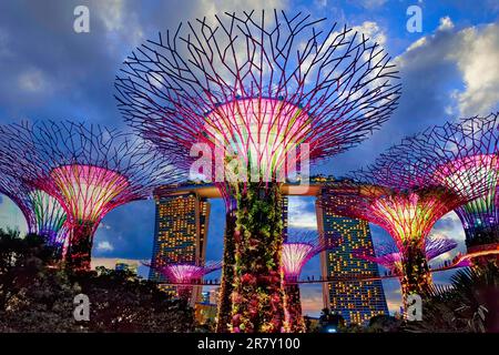 Farbenfroh beleuchtete Supertrees in der Dämmerung in Gardens by the Bay, Singapur, das berühmte Marina Bay Sands Hotel im Hintergrund; Marina Bay, Singapur Stockfoto