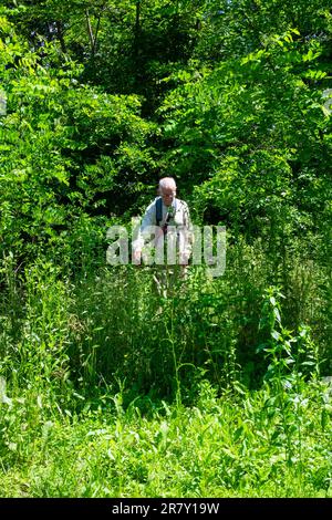 Reifer Mann, der sehr hohe Unkräuter im überwucherten, vernachlässigten Landgarten zala County ungarn zerkleinert Stockfoto