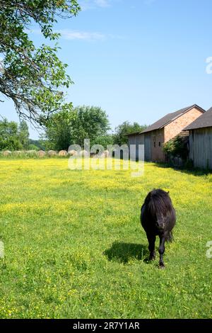 Kleines schwarzes Pferd, das auf dem Feld spaziert, am Sommermorgen im Kreis zala in ungarn Stockfoto