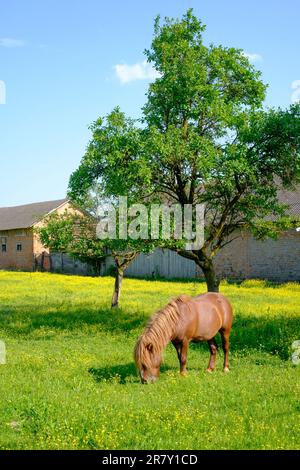 Kleines, braunes, goldbraunes, kastanienfarbenes Pferd, das im Sommer am späten Nachmittag im Kreis zala in ungarn weidet Stockfoto