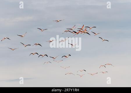 Großflamingos (Phoenicopterus roseus) im Frühling über eine Lagune. Saintes Maries de la Mer, Parc naturel regional de Camargue, Arles, Bouch Stockfoto