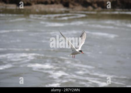 Ein weißer Vogel mit ausgestreckten Flügeln erhebt sich anmutig über ein Gewässer Stockfoto