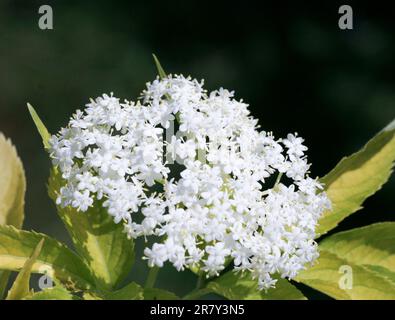 SAMBUCUS NIGRA ist ein Aspecies-Komplex blühender Pflanzen, gebräuchliche Namen sind Elder, Holunderbeere, europäische Holunderbeere, Stockfoto