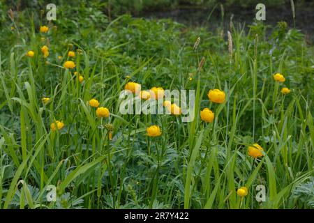 Gelber Trollius europaeus. Der gebräuchliche Name einiger Arten ist Globeflower oder Globeblume. Gelbe Blumen auf der Wiese. Stockfoto