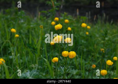 Gelber Trollius europaeus. Der gemeinsame Name einiger Arten ist Globeflower oder Globenblume Stockfoto