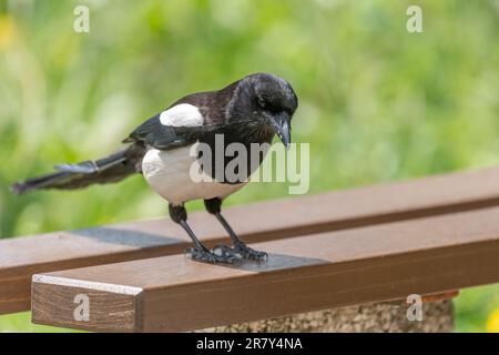 Eurasische Magpie (Pica pica) auf der Suche nach Essensresten, die auf einem Autobahnrastplatz zurückgelassen wurden. Frankreich, Europa. Stockfoto