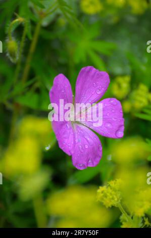 Cranesbill pink flowering in the garden, meadow cranesbill (Geranium pratense) Rose Garden in Oberderdingen Stock Photo