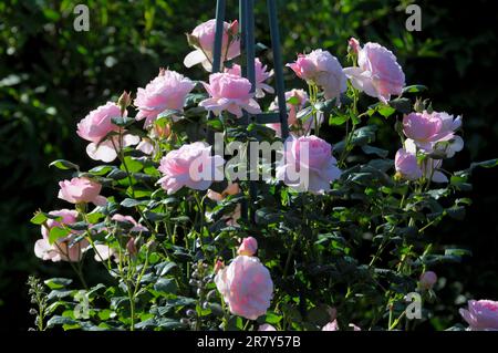 Englische Rose, rosee, weiß, David Austin, Rosengarten in Oberderdingen Stockfoto