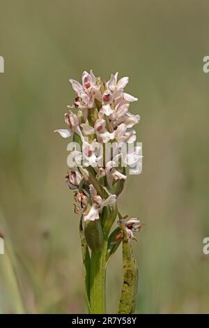 Early Marsh Orchid bei Ken Fig Wales, Großbritannien Stockfoto