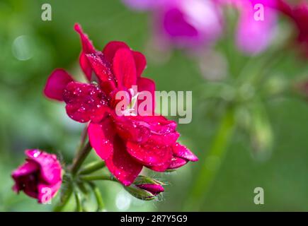 Geranium mit Regentropfen Stockfoto