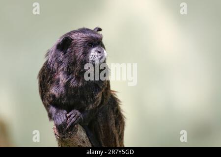 Schwarzer Mantel Tamarin (Leontocebus nigricollis) sitzt auf einem Ast und sieht grimmig aus. Stockfoto