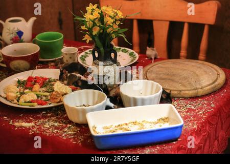 Gut gedeckter Tisch für Hausmäuse (Mus musculus). Stockfoto