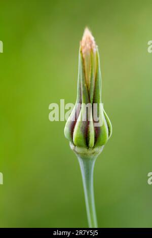 Wiesenziegenbart (Tragopogon orientalis) Stockfoto