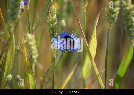 Hummel auf einer Maisblume Stockfoto