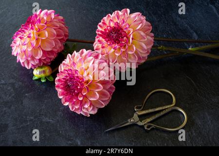 Kugelförmige Gartendahlien auf dunklem Hintergrund. Stockfoto