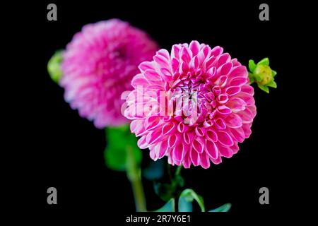 Kugelförmige Gartendahlien auf dunklem Hintergrund. Stockfoto