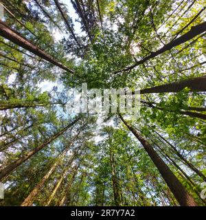 Baumkronen in einem gemischten Wald mit Kiefer, Ahorn und anderen Laubbbäumen. Stockfoto
