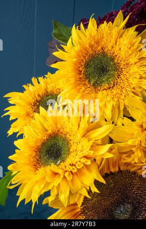 Ein Strauß flauschiger, doppelt blühender gelber Sonnenblumen. Stockfoto