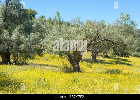 Olivenhaine im Süden Kretas. Wildblumen auf einer Wiese um die Bäume herum. Es regnete und die Vegetation ist überall grün. Es ist eine von Stockfoto