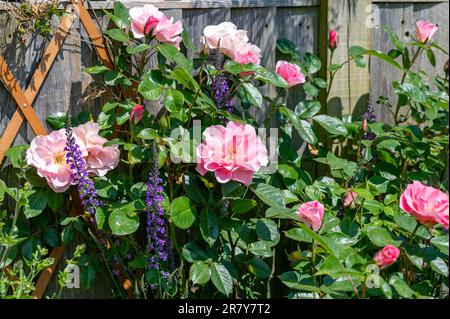 Rosafarbener Rosenbusch in voller Blüte in einem kleinen städtischen Garten in Brighton, England, Großbritannien Stockfoto