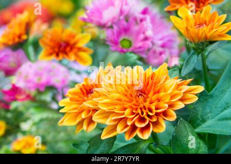Verschiedene bunte Chrysanthemum Blumen im Garten aus nächster Nähe Stockfoto