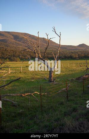 Von der Dürre betroffene, trockene und abgestorbene Holmeiche auf der Weide von Extremadura in vertikaler Form Stockfoto