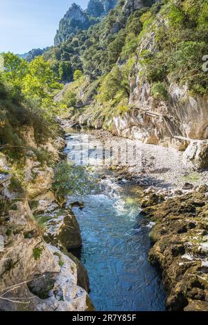 Der Bergbach Rio Cares verläuft durch das Tal am Fuße des Nationalparks Picos de Europa. Auch die Ausläufer sind eine beliebte Wanderung Stockfoto