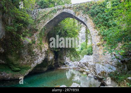 Eine alte, gewölbte Steinbrücke auf dem Canal del Texu Trail zwischen dem Dorf Bulnes und Poncebos, am Fluss Rio Cares am Picos de Europa Stockfoto