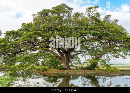 Alte Samanbäume in Tissamaharama auf Sri Lanka. Die Bäume wurden von den Briten gepflanzt. Der See, Tissa Wewa, stammt aus dem 3. Jahrhundert vor christus Stockfoto