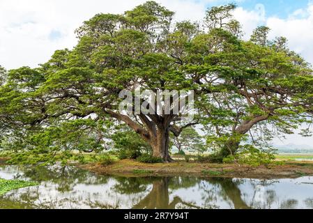 Alte Samanbäume in Tissamaharama auf Sri Lanka. Die Bäume wurden von den Briten gepflanzt. Der See, Tissa Wewa, stammt aus dem 3. Jahrhundert vor christus Stockfoto