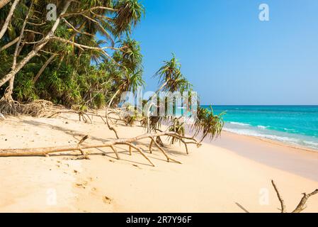 Tropischer Strand mit feinem Sand, Pandanus und Kokospalmen in der Nähe der Kleinstadt Koggala im Süden Sri Lankas. Die Südküste ist sehr beliebt Stockfoto