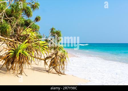 Tropischer Strand mit feinem Sand, Pandanus und Kokospalmen in der Nähe der Kleinstadt Koggala im Süden Sri Lankas. Die Südküste ist sehr beliebt Stockfoto