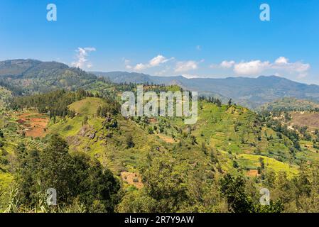 Auf dem Weg nach Nuwara Eliya. Aufgrund der Bodenfruchtbarkeit und des gemäßigten Klimas im Hochland ist der Anbau von Tee, Gemüse und Obst weit verbreitet Stockfoto