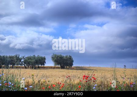 Hügelige Landschaft mit Kornfeld und Olivenhain in Apulien, Italien. Stockfoto