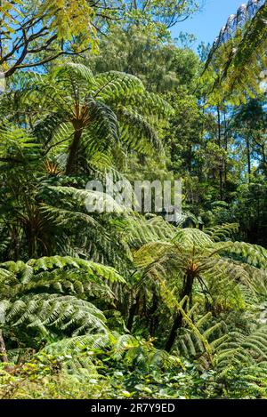 Große Fronten von einem Baumfarn in den tropischen feuchten Laubwäldern im Hochland Sri Lankas Stockfoto